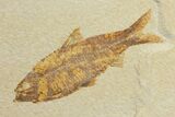 Shale Slab With Two Knightia Fossil Fish - Wyoming #144137-2